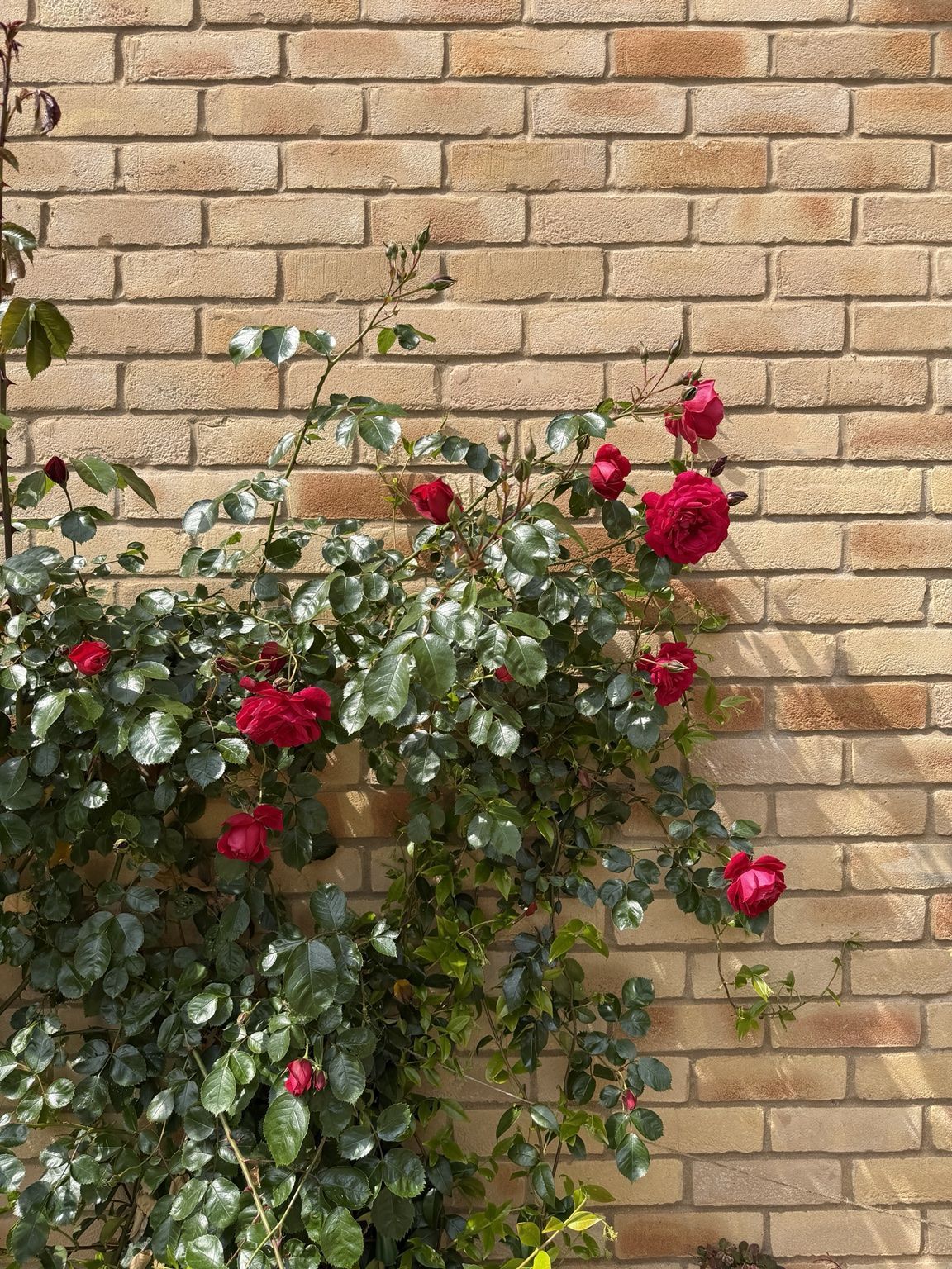Red climbing roses softening a new-build brick wall.