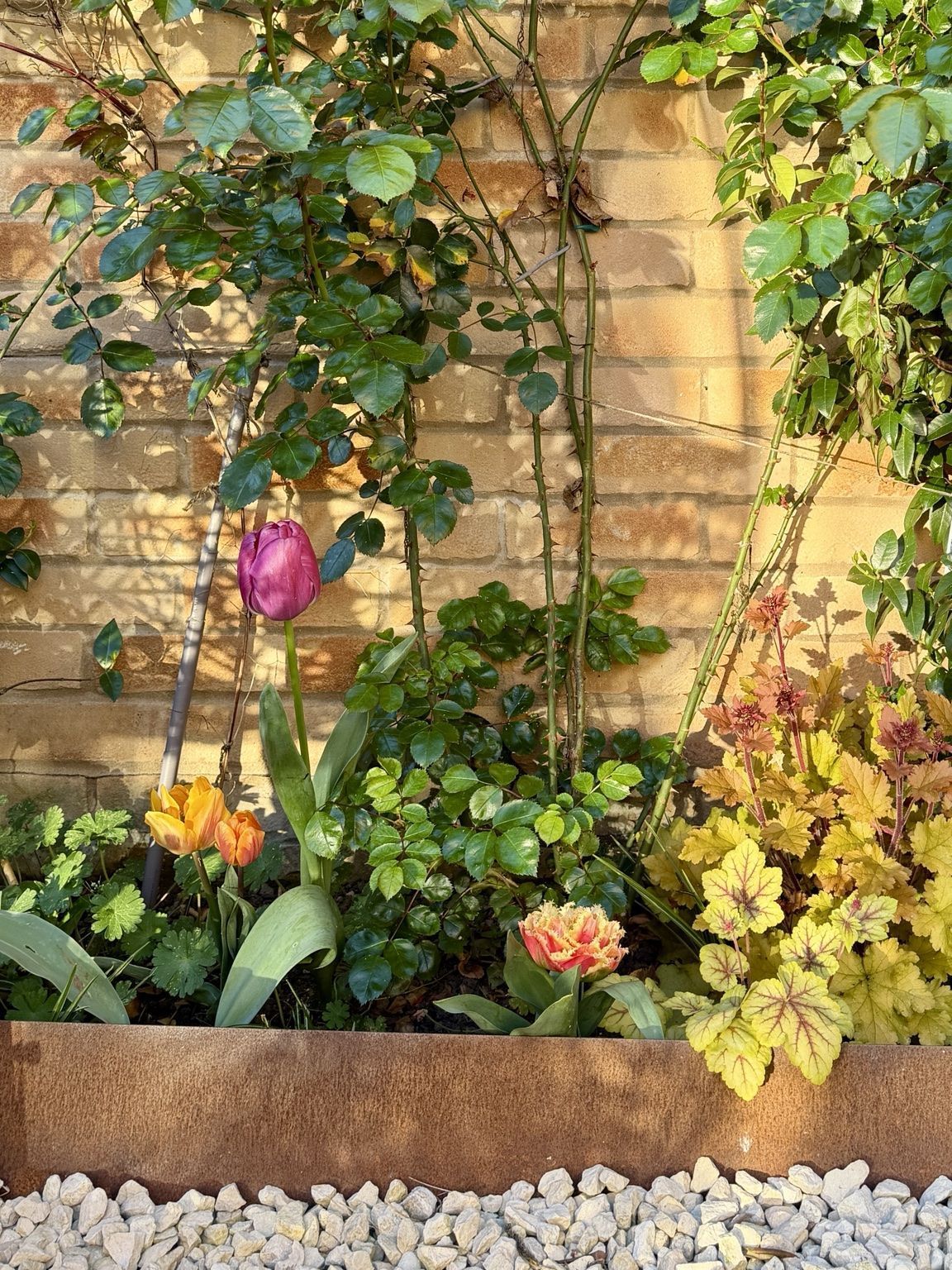 Layered flower bed with tulips, grasses and corten steel edging against the wall.