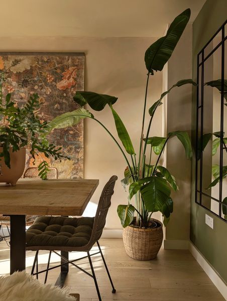 Plant corner with large strelitzia in warm light